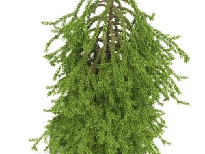 picea01 3D Model