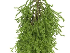 picea01 Modello 3D