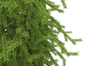 picea01 Modello 3D