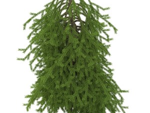 picea01 3D Model