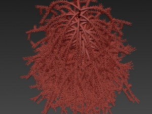 picea01 3D Model