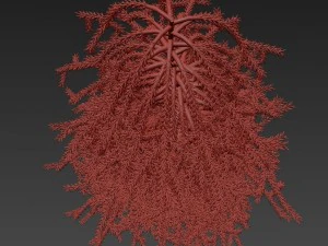 picea01 Modello 3D