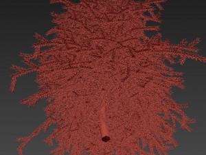 picea01 3D Model