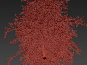 picea01 Modello 3D