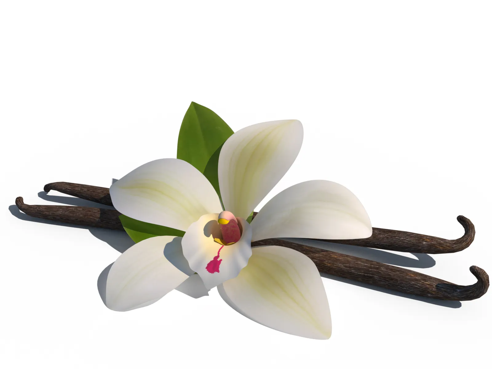 Vanilla flower 3D Model .c4d .max .obj .3ds .fbx .stl .blend 