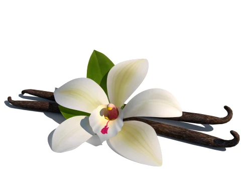 Vanilla flower Model 3D