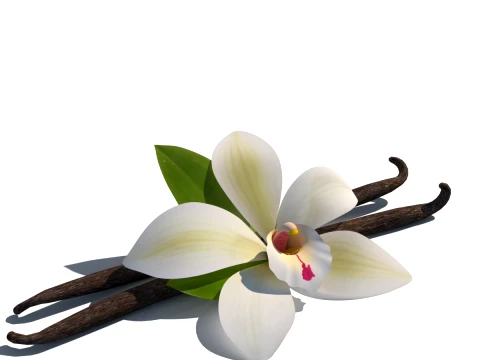 Vanilla flower 3D Model