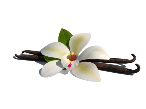 Vanilla flower 3D Model