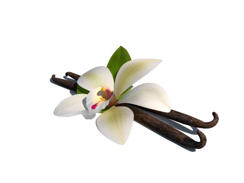 Vanilla flower 3D Model