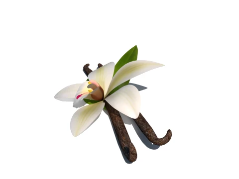 Vanilla flower 3D Model