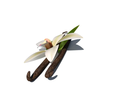 Vanilla flower 3D Model