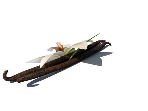 Vanilla flower 3D Model