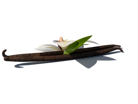 Vanilla flower 3D Model