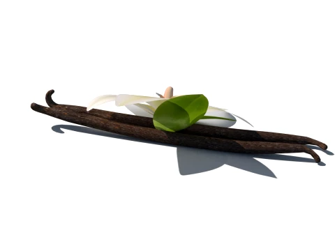 Vanilla flower 3D Model