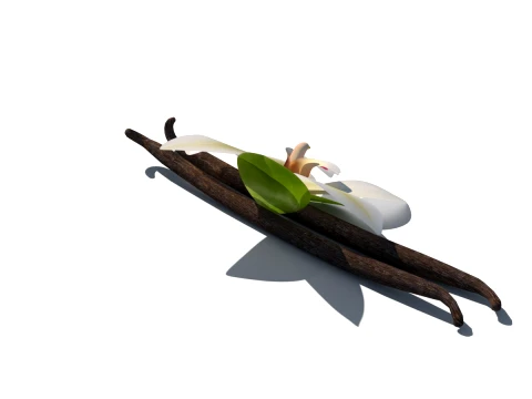 Vanilla flower 3D Model