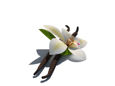 Vanilla flower 3D Model