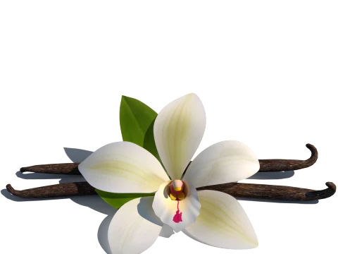 Vanilla flower 3D Model