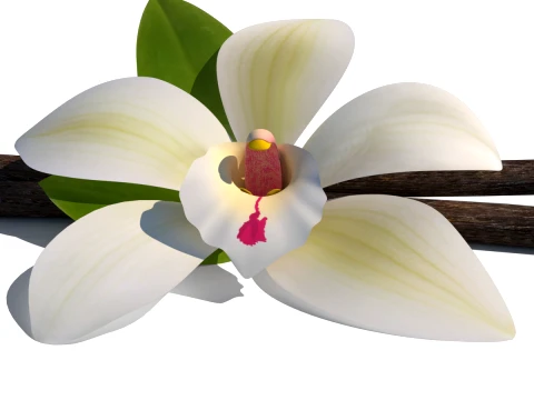 Vanilla flower 3D Model