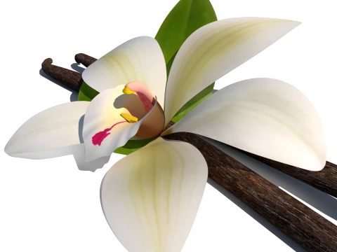 Vanilla flower 3D Model