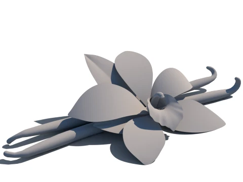 Vanilla flower 3D Model