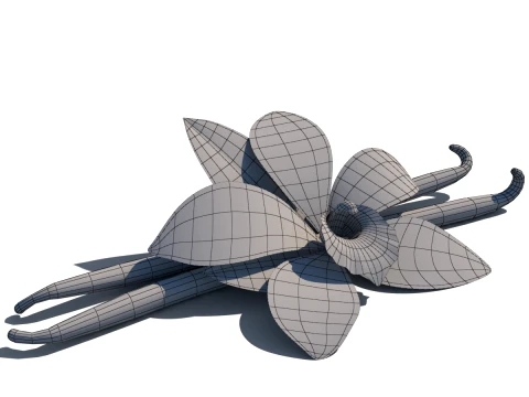 Vanilla flower 3D Model