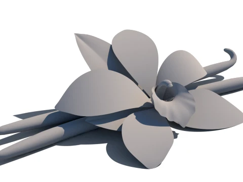 Vanilla flower 3D Model