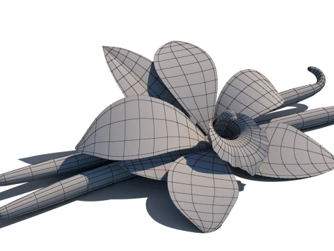 Vanilla flower 3D Model