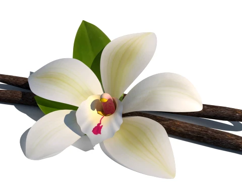 Vanilla flower 3D Model