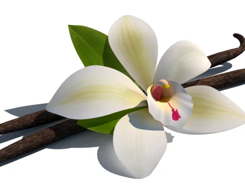 Vanilla flower 3D Model