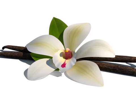 Vanilla flower 3D Model