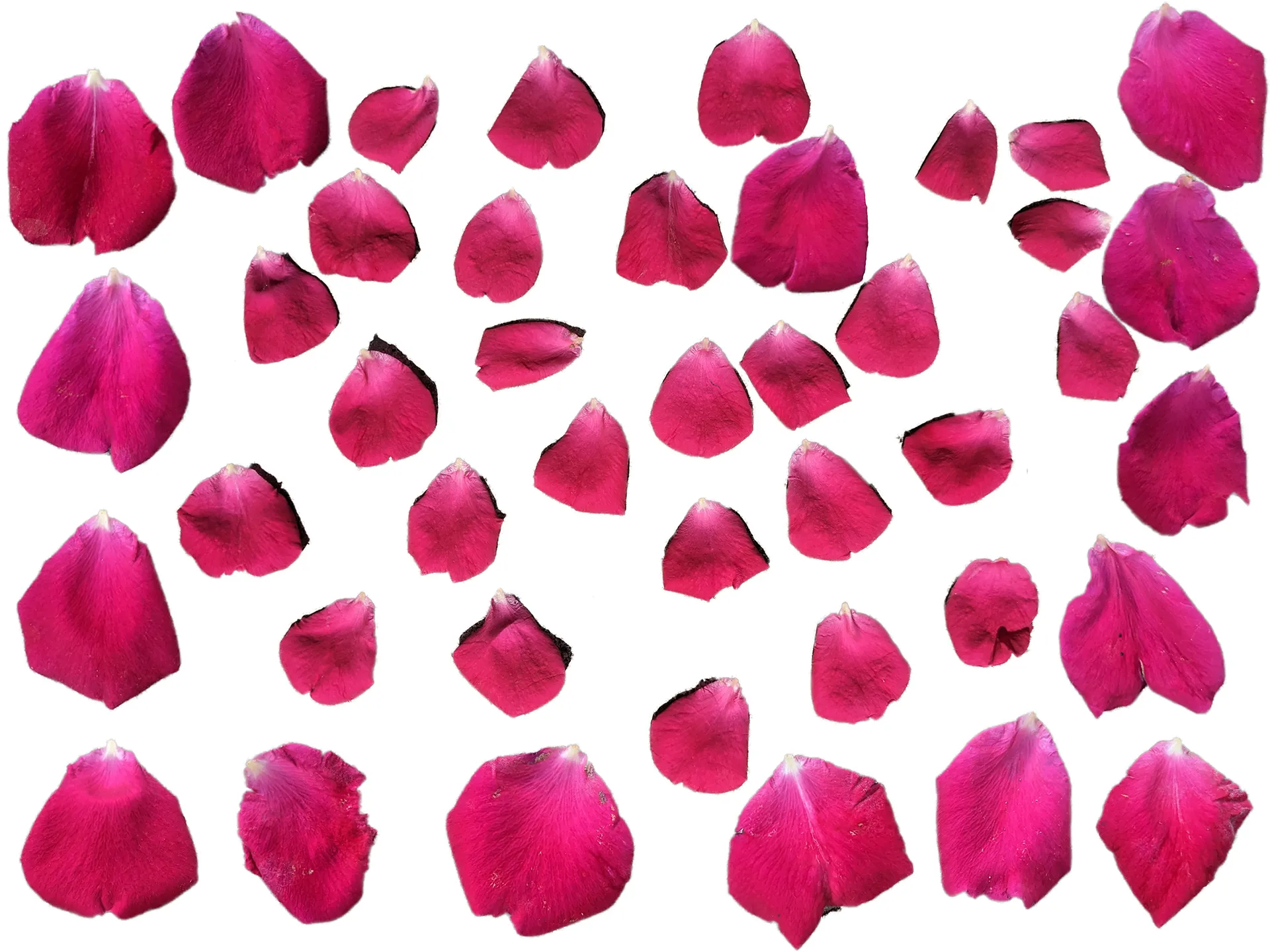 Rose Petals 3D Model .c4d .max .obj .3ds .fbx .stl .blend 