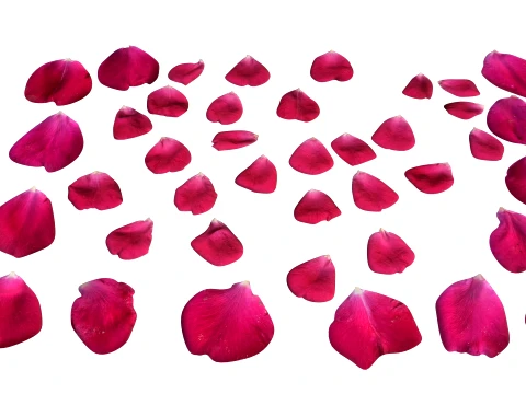 Rose Petals 3D Model
