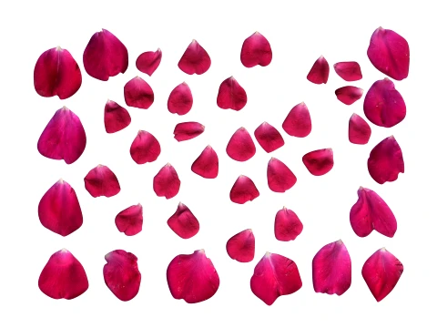 Rose Petals 3D Model