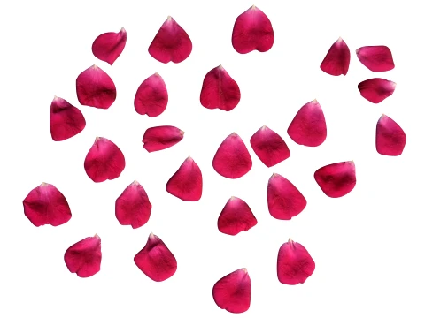 Rose Petals 3D Model