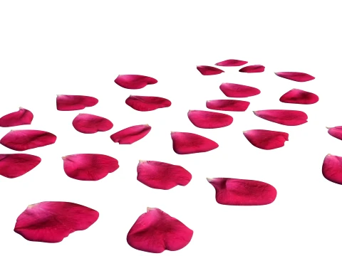 Rose Petals 3D Model