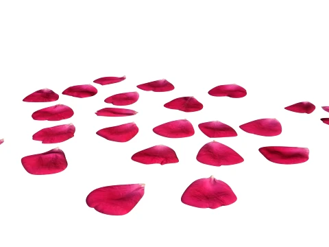 Rose Petals 3D Model