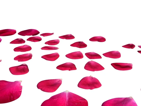 Rose Petals 3D Model