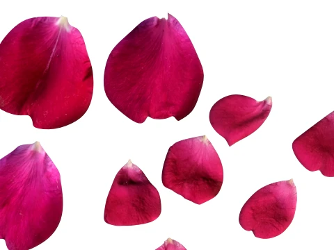 Rose Petals 3D Model