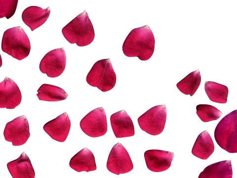 Rose Petals 3D Model