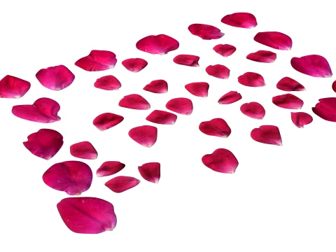 Rose Petals 3D Model