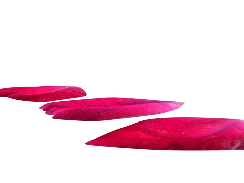 Rose Petals 3D Model