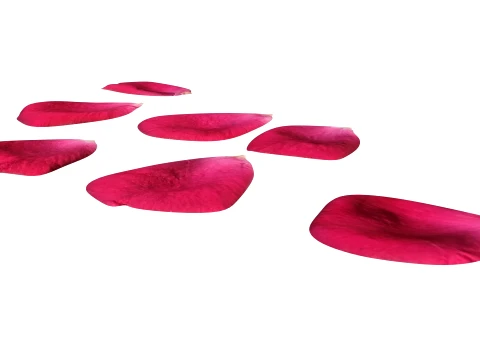 Rose Petals 3D Model