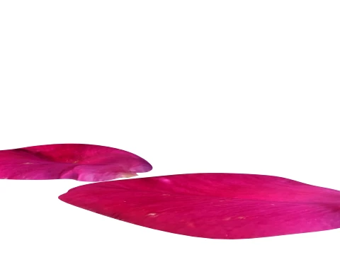 Rose Petals 3D Model