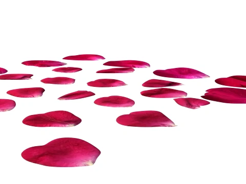Rose Petals 3D Model