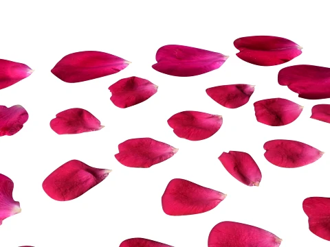 Rose Petals 3D Model