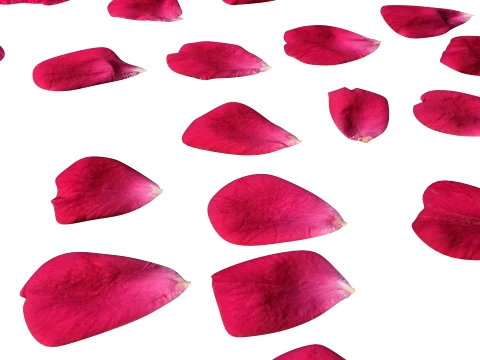 Rose Petals 3D Model