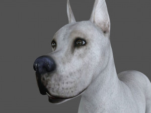 fdgd-001 dog animation 3D Model
