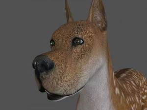 fdgd-002 Hundeanimation 3D Modell