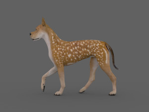 fdgd-002 dog animation Model 3D