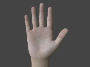 TSHR-001 Rigged rechte Hand 3D Modell